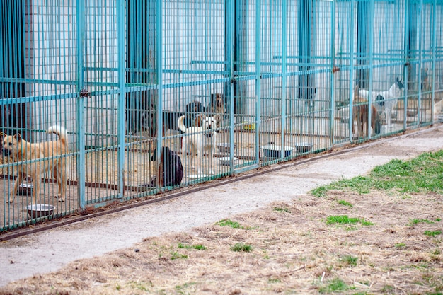 Abrigo para cães vadios.