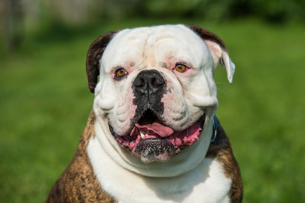 Abrigo de tigre retrato de perro Bulldog americano fuera