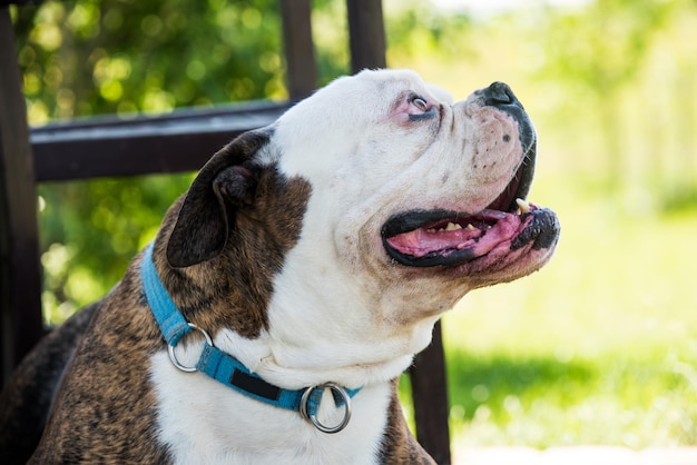 Abrigo de tigre retrato de perro Bulldog americano fuera