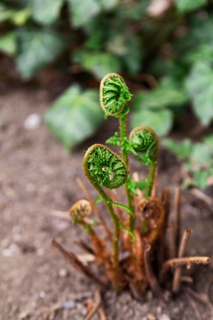 Abrindo folhas de samambaia em um jardim de primavera Moldova Fern e hera em foco seletivo de primavera