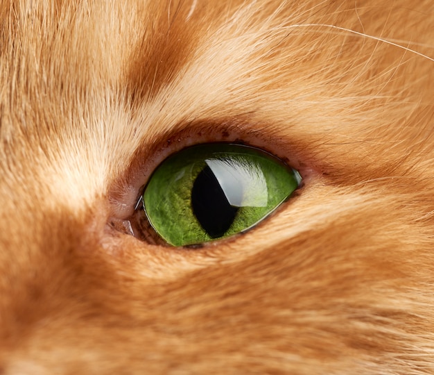 Abrir el ojo verde de un gato rojo, macro