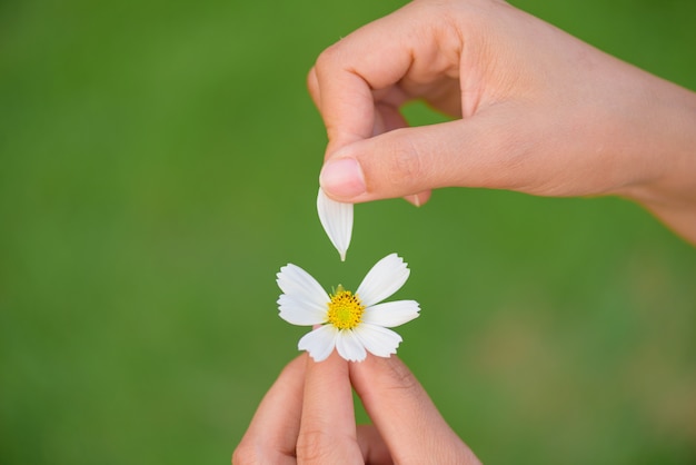 Abschluss herauf Frauenhand reißt weg von den Blumenblättern der Gänseblümchenblume ab