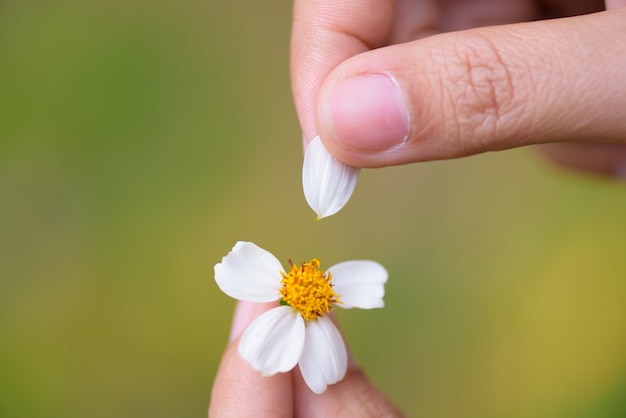 Abschluss herauf Frauenhand reißt weg von den Blumenblättern der Gänseblümchenblume ab.