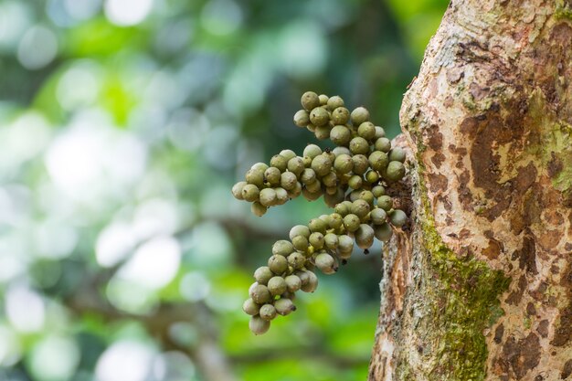 Abschluss herauf frische longong Frucht auf Baum