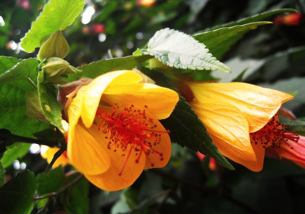 Abschluss herauf gelbe Blume von Kolumbien