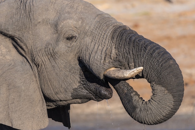 Abschluss hoch und Portrait eines jungen afrikanischen Elefanten, der vom waterhole trinkt. Wildlife Safari im Chobe National Park.