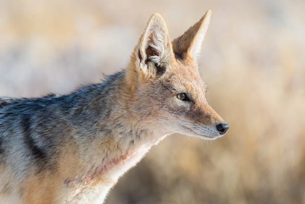 Abschluss hoch und Portrait eines netten schwarzen unterstützten Jackals im Busch.