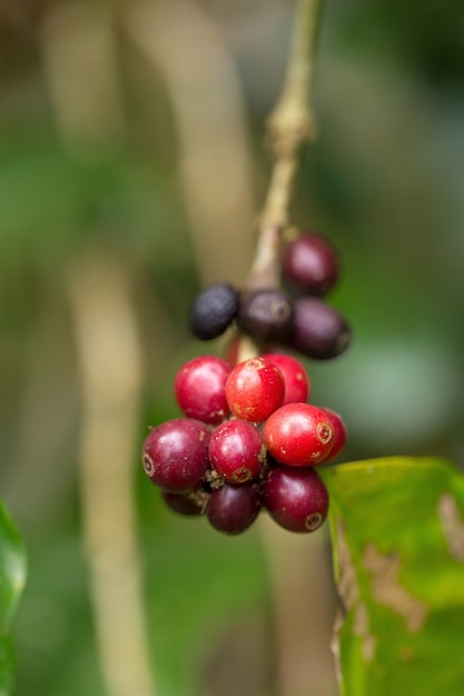 Abschluss oben, Arabica-Kaffee berrys, der auf Baum im Norden von Thailand reift