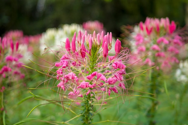 Abschluss oben bunt von den Spinnenblumen im Park