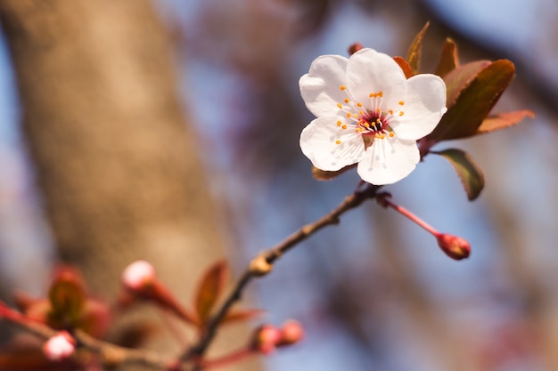 Abschluss oben der Frühlingskirschblüte