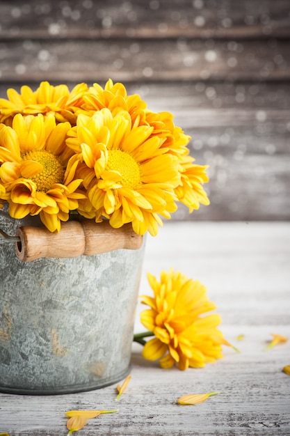 Abschluss oben der goldenen gelben Chrysantheme