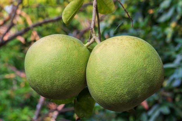 Abschluss oben der grünen Pampelmuse auf Baum