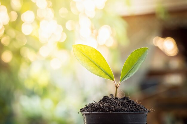 Abschluss oben der Jungpflanzen auf einem Topf im Garten