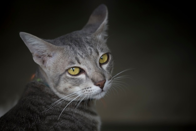 Abschluss oben der Katze in der Dunkelheit