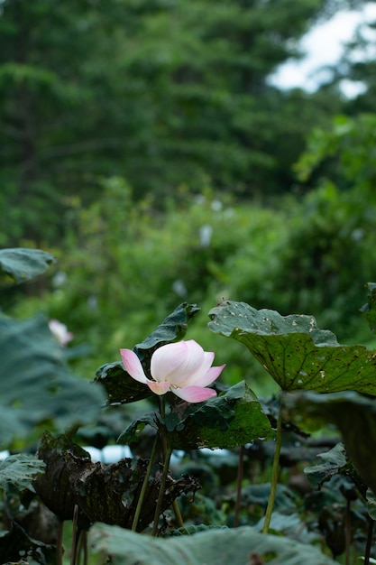 Abschluss oben der Lotosblume mit Lotosblatthintergrund