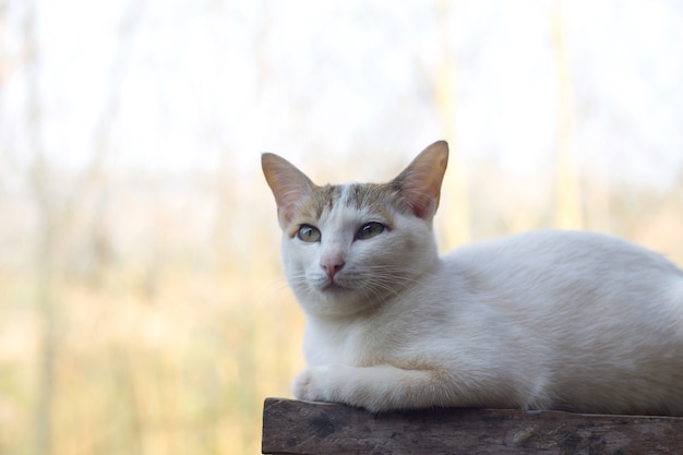 Abschluss oben der netten Katze