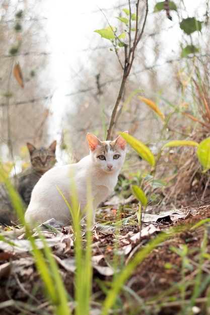 Abschluss oben der netten Katze