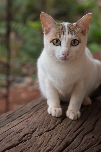 Abschluss oben der netten Katze