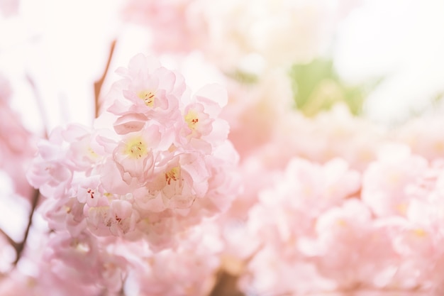 Foto abschluss oben der rosafarbenen kirschblüten oder bekannt als kirschblüte auf japanisch