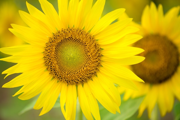 Abschluss oben der Sonnenblumebeschaffenheit. Organische und natürliche Blume, Sonnenblumen fangen Hintergrund auf.