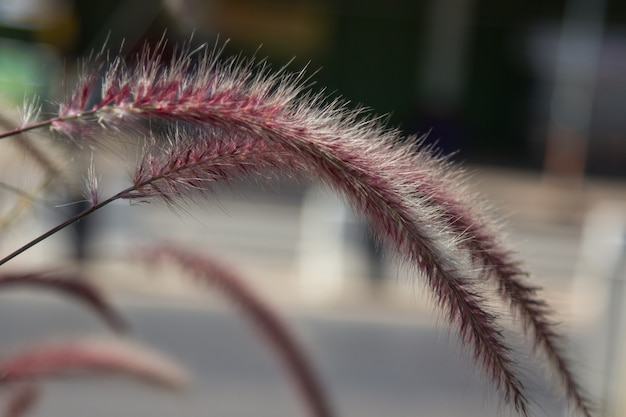 Abschluss oben des Blumengrases mit Unschärfehintergrund