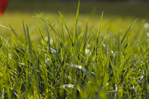 Abschluss oben des frischen starken Grases mit Wasser fällt am frühen Morgen