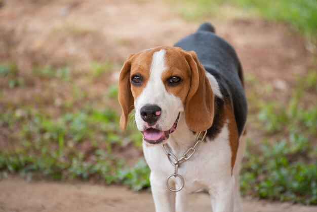 Abschluss oben des netten jungen Spürhunds, der auf dem Gebiet spielt