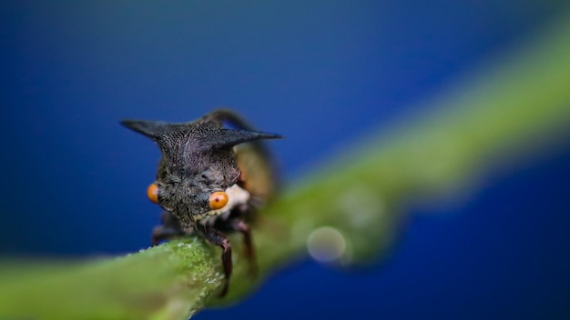 Abschluss oben des schwarzen Baum-Trichter-Insekts in einer Anlage