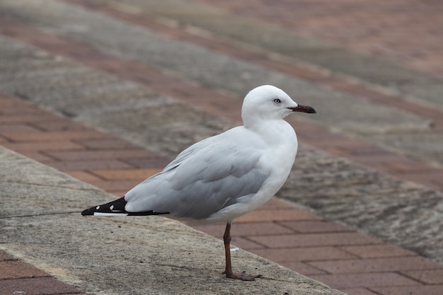 Abschluss oben, Seagull, das oben auf Gehweg verseilt