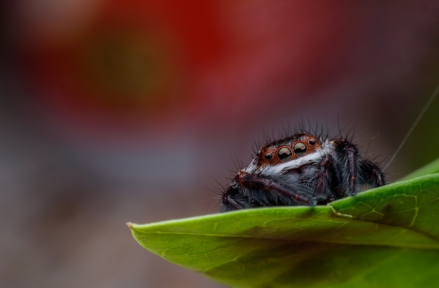 Abschluss oben Springende Spinne auf grünem Blatt