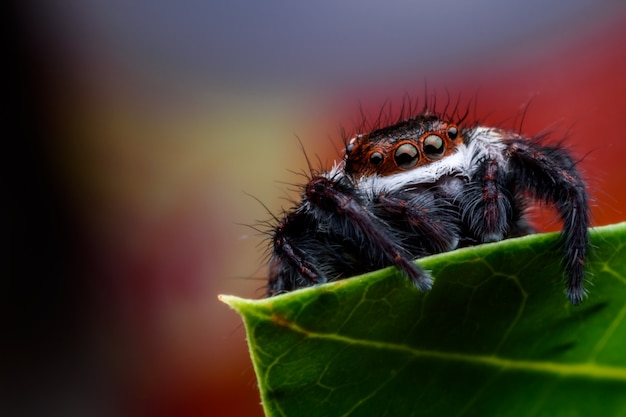 Abschluss oben Springende Spinne auf grünem Blatt