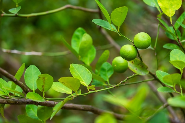 Abschluss oben von grünen Zitronen wachsen auf dem Zitronenbaum in einer Gartenzitrusfrucht Thailand.