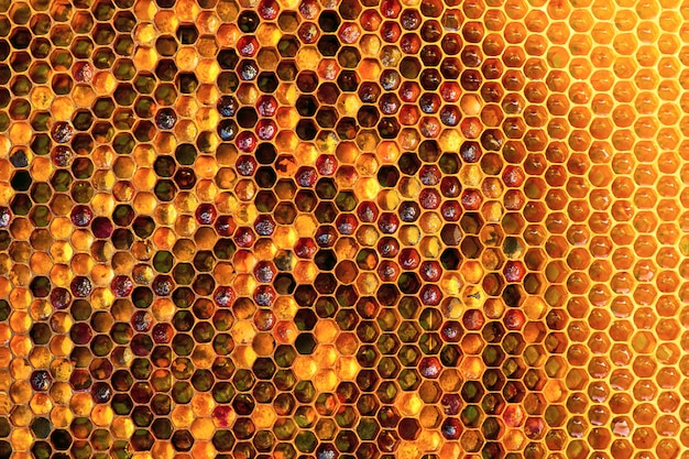 Abschnitt der Wachswabe aus einem Bienenstock, der mit goldenem Honig gefüllt ist