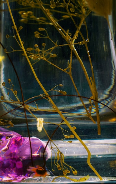 abstração com flor roxa e galhos na água closeup