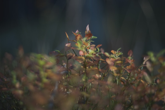 Abstracción de bosque borrosa. Hermosa vegetación forestal a la luz del sol.