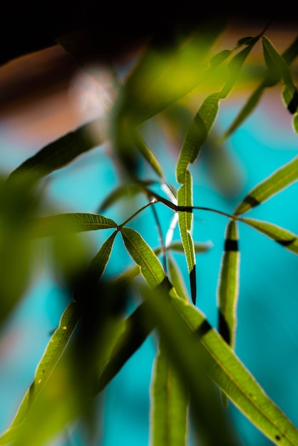 Foto abstract close-up de em planta