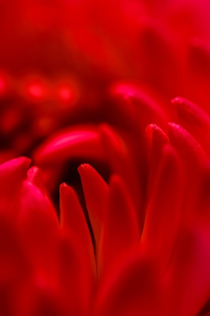 Abstract floral background rote Chrysantheme Blütenblätter