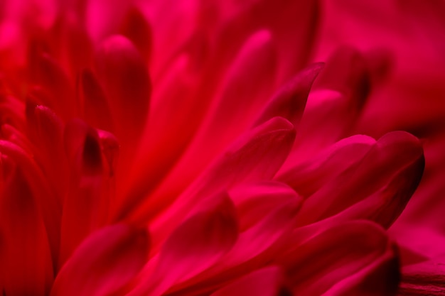 Abstract floral background rote Chrysantheme Blütenblätter