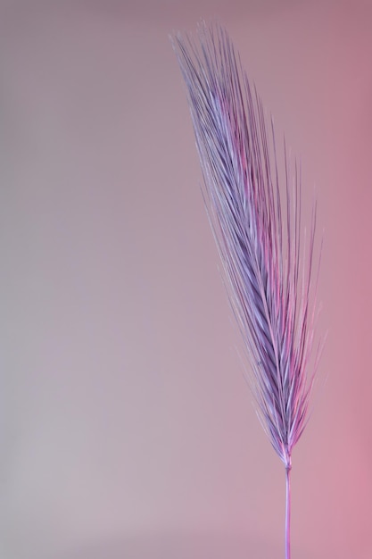 Abstract spikelet de trigo cor rosa luz planta bonita mínimo em luz de néon mínimo
