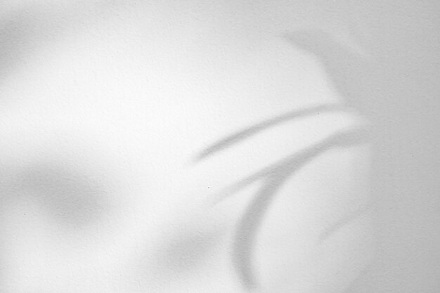 Foto abstracto árbol natural deja sombra en fondo de pared blanca