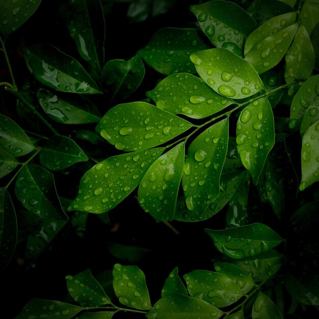 Foto abstracto de cerca textura de hojas verdes naturaleza fondo hojas tropicales