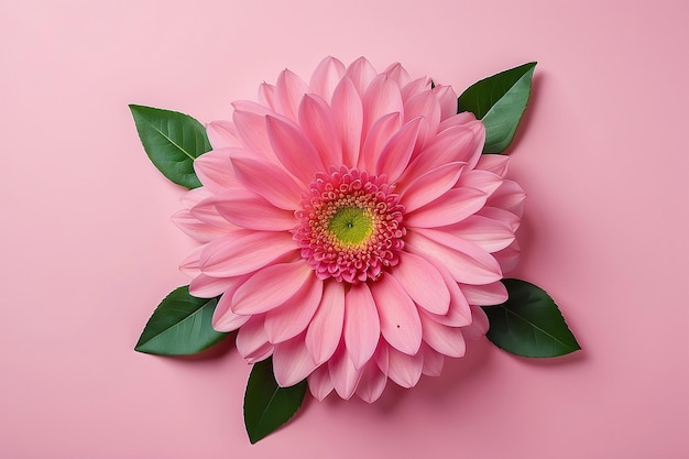 Abstracto flor rosa florece diseño plano vista superior