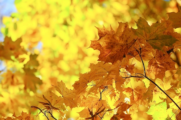 abstracto otoño otoño fondo hojas amarillo naturaleza octubre fondos de pantalla estacional