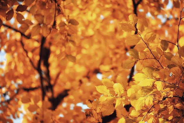 abstracto otoño otoño fondo hojas amarillo naturaleza octubre fondos de pantalla estacional