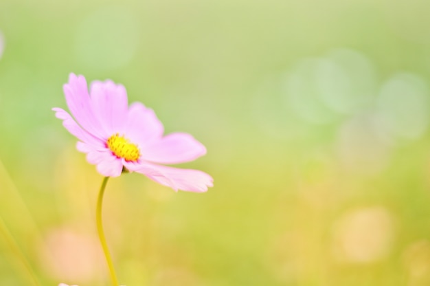 abstrakt Cosmos bipinnatus pink Schön