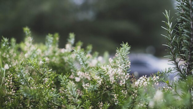 Foto abstrakt natürliche blätter grüne umwelt hintergrund frühlingspflanzen ökologie frisch des gartens