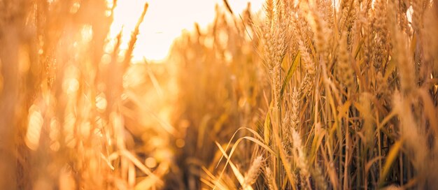 Abstrakt verschwommener, sonnig-goldener Hintergrund des Weizenfeldes