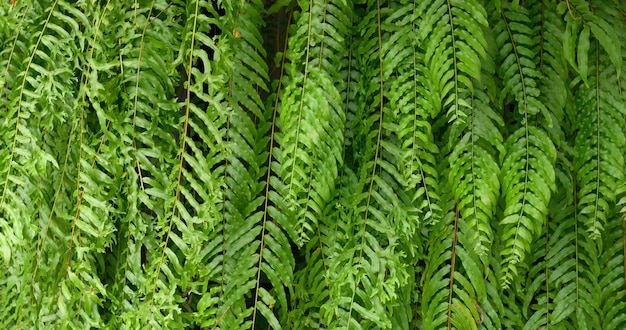 Abstrakte atemberaubende grüne Blattstruktur tropisches Blattlaub Natur dunkelgrüner Hintergrund
