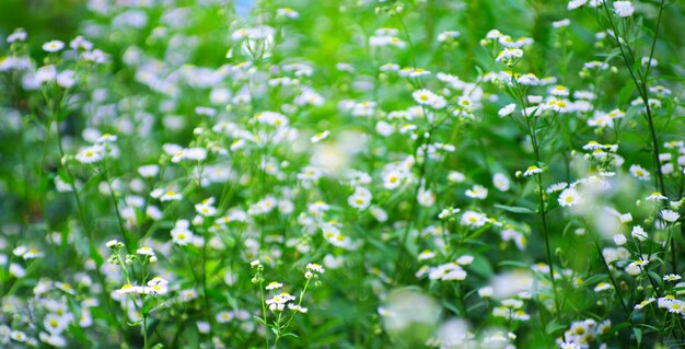 Abstrakte Blütenblüten auf Feld