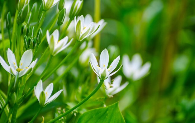 Abstrakte Blütenblüten auf Feld